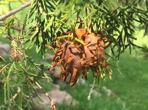 Cedar Tree Disease Identification Londa Rowland