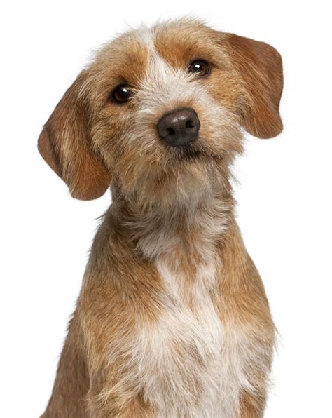 Find the latest listing of griffon fauve de bretagne dogs for adoption. Basset Fauve De Bretagne | Dogs | Breed Information | Omlet
