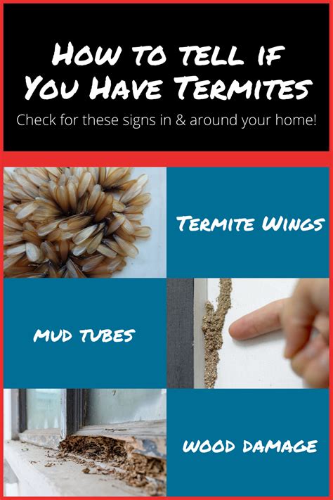 8 Signs You Might Have Termites In Your Property Gambaran