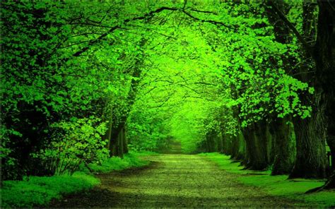 🔥 74 Green Forest Background Wallpapersafari