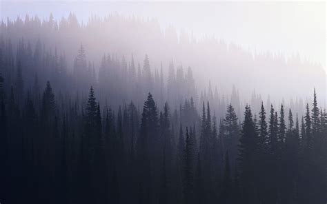 Dark Misty Forest Wallpapers Top Free Dark Misty Forest Backgrounds