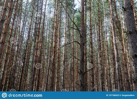 Pine Forest Slender Row Of Trees Stock Image Image Of Landscape