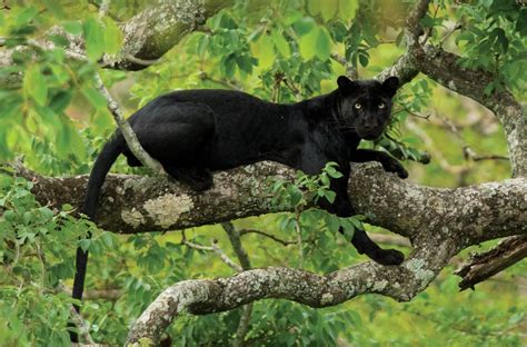 deep in the jungles of south india we spotted this beautiful black panther resting on a tree
