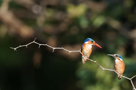 The website collected by this website comes from the. 鄭雲龍老師的正脊強背課 | 課程 | 一刻鯨選