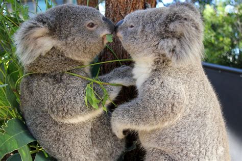Two Cuddly Koalas Get Cozy Picture Amazing Animals From Around The