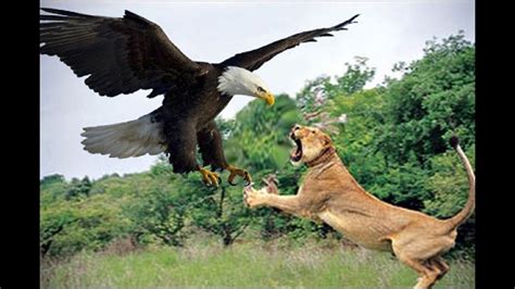 Eagle Vs Lion Real Fight Wild Animals Attack Youtube