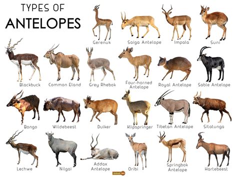 Antelope Facts Types Lifespan Classification Habitat Pictures