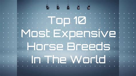Top 10 Most Expensive Horse Breeds In The World You Didnt Know