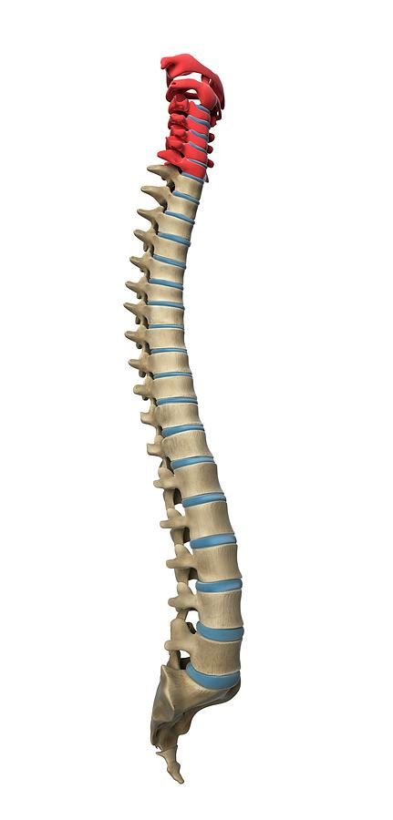 Cervical Spine Photograph By Scieproscience Photo Library Pixels
