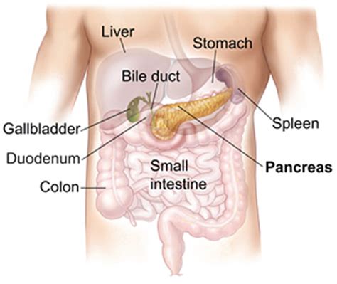 Pain under the ribcage can be distressing and severe. The Spleen Meridian, Sweet Flavors and Balanced BioRhythms