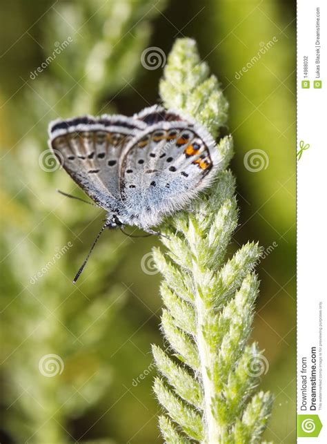 Mazarine Blue Butterfly Stock Photo Image Of Polyommatus