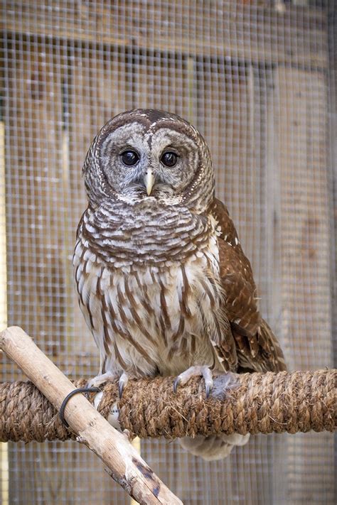 A barn owl its like the size of a baby. Barred Owl or Barn Owl? - Environmental Education - Medium