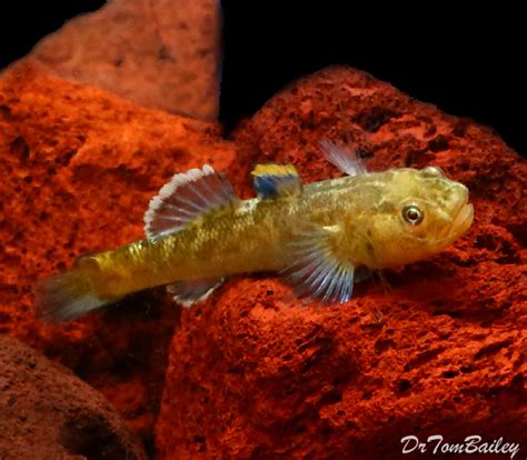 Premium Rare Wild Desert Goby Chlamydogobius Eremium