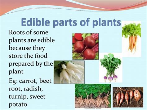 Ppt Food Where It Comes From Powerpoint Presentation Free Download