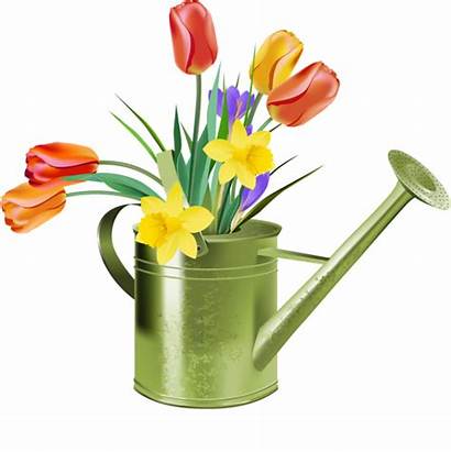 Clipart Tulips Spring Watering Clip Cliparts Transparent
