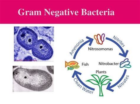 Ppt Gram Negative Bacteria Powerpoint Presentation Free Download