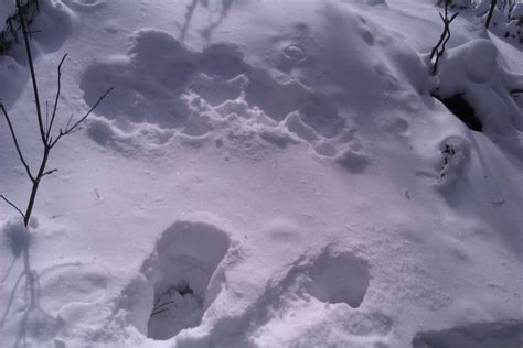In The Bush Following Moose Tracks In The Deep Snow Sudbury News