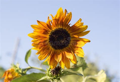 Yellow Sunflower On Field Stock Photo Image Of Annual 119586780
