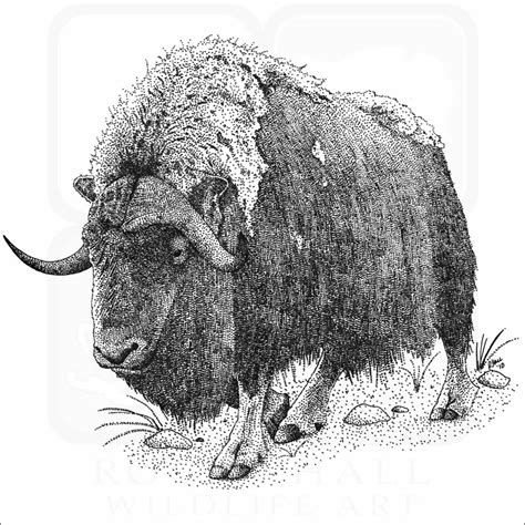 Musk Ox Signed Fine Art Print