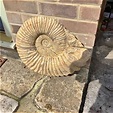 Large Ammonite for sale in UK | 54 used Large Ammonites