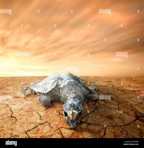 Turtle Pollution Stock Photos And Turtle Pollution Stock Images Alamy