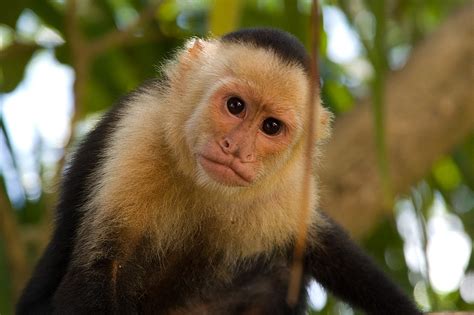 Toda Clase De Animales El Mono Capuchino