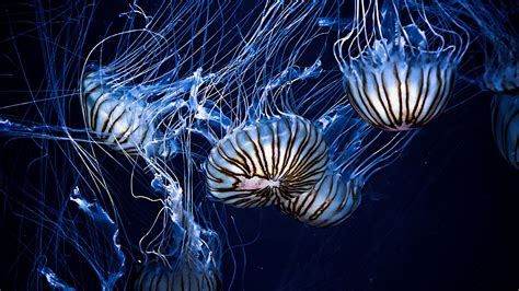 Download Wallpaper 2560x1440 Jellyfish Underwater World Stripes