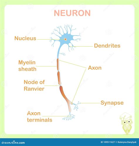 Esquema De La Estructura Típica De La Neurona De La Anatomía Para El