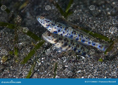 Shrimp Goby Vanderhorstia Sp Stock Photo Image Of Lens Nature 211134666