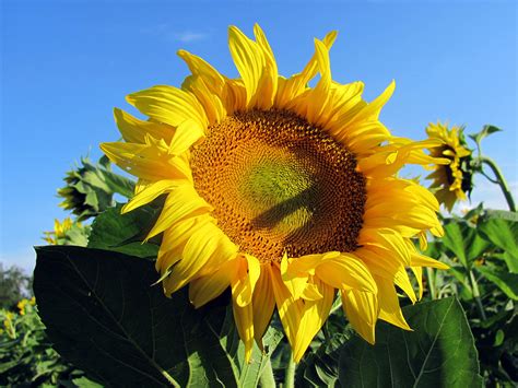 Freie kommerzielle nutzung keine namensnennung bilder in höchster qualität. Sonnenblume - kostenlose Bilder