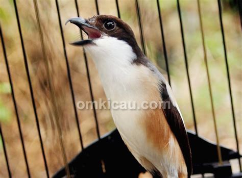 Pentet/cendet suara rapet.cocok untuk masteran burung lain. Gambar Pentet Hd : Membangkitkan Mental Cendet Yang Drop ...