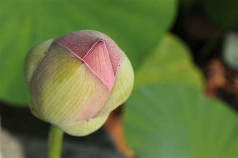 Lotus Bud Lotus Bud Bud Flowers