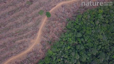 Drone Shot Rising Over A Recently Logged Area Of The Amazon Rainforest