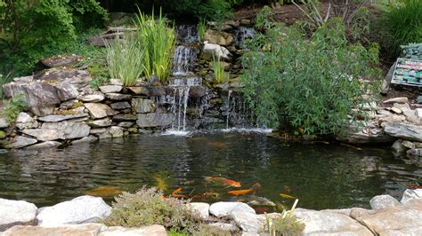We did not find results for: Water Features | Ponds and Supplies | Koi, Goldfish