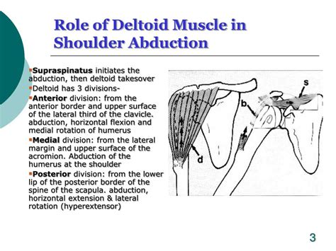 Shoulder Abduction Muscles Used