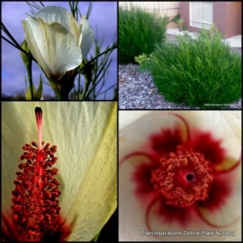 Maybe you would like to learn more about one of these? Native Hibiscus Elle Maree x 4 Plants Yellow Flowering ...