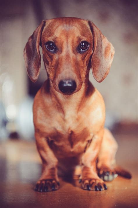 Perfect Red Dachshund Portrait Daschundred Dachshund Puppies