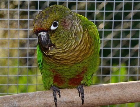 They have a dominantly green coloration that has a light green belly. Maroon-Bellied Conure Facts, Care as Pets, Housing ...