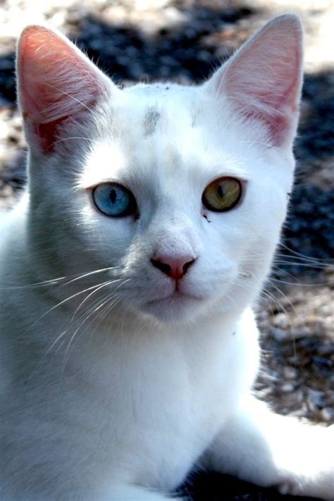 57 Gorgeous Cats With Heterochromia Iridum Gorgeous Cats Cats Cute Cats