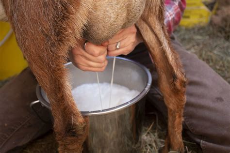 Nigerian Goats Milk