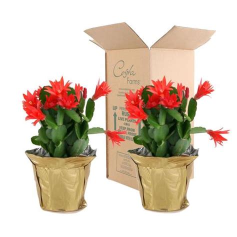 Let it dry out for a week or. Costa Farms 4-in 2-Pack Mixed Christmas Cactus in Plastic ...