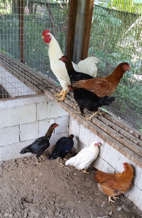 Intan putih yang masih berbentuk biji sudah digunakan sejak jaman yunani kuno sebagai p3nyedap masakan untuk olahan daging, ayam maupun ikan. Warisan Petani: Ternakan Ayam 2