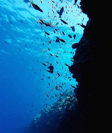 Reef Fish Olympus Digital Camera Tascha Eipe Flickr