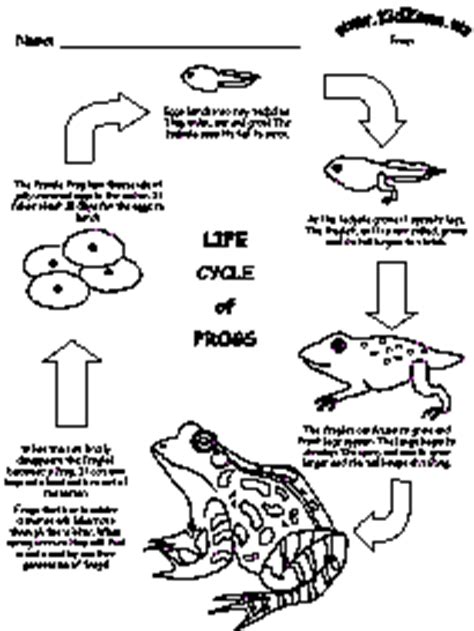 Life cycle of a frog by renee cunningham | this newsletter was created with smore, an online tool for creating beautiful newsletters for educators, nonprofits, businesses and more. Frog Activities