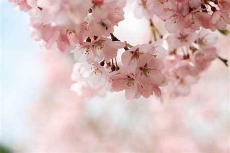 Wallpaper Cherry Blossoms Scenery Landscape Himeji Castle Japan K Hd Rare