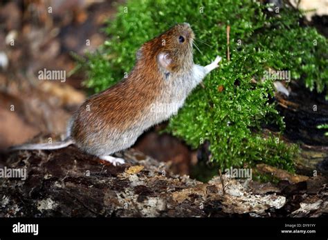 Forest Ground Mouse Hi Res Stock Photography And Images Alamy
