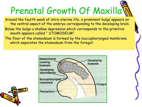 Ppt Growth Of Maxilla Powerpoint Presentation Free Download Id5403891