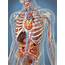 Transparent Human Body Showing Heart And Main Circulatory System 