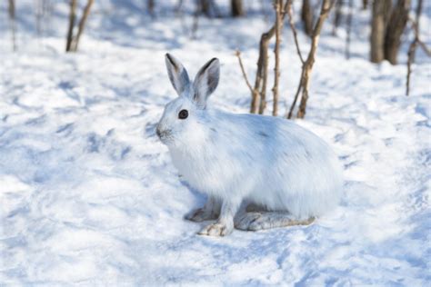 White Snowshoe Hare On Snow Stock Photo Download Image Now Istock