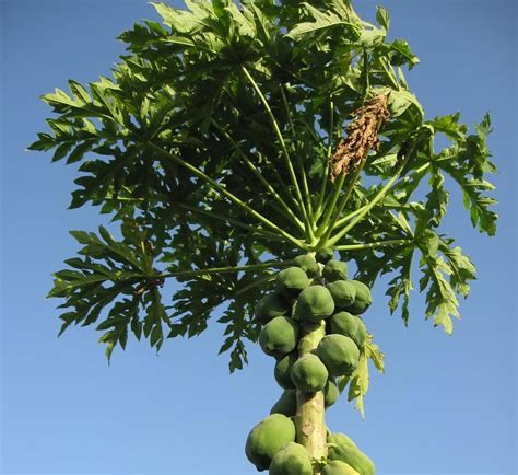 Tree Papaya